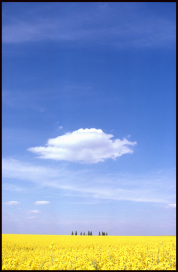 Champs de colza à Orly