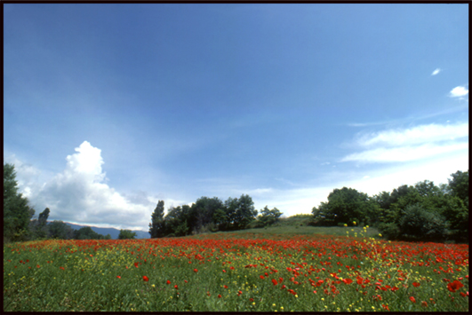 Coquelicots dans le Lubéron