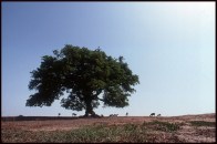 Accacia-Senegal.1981