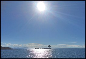 Lac Titicaca arbre seul