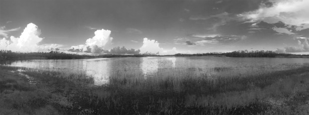 Everglades,N&B